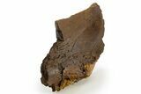 Fossil Hadrosaur (Edmontosaurus) Scapula Section - Wyoming #331006-2